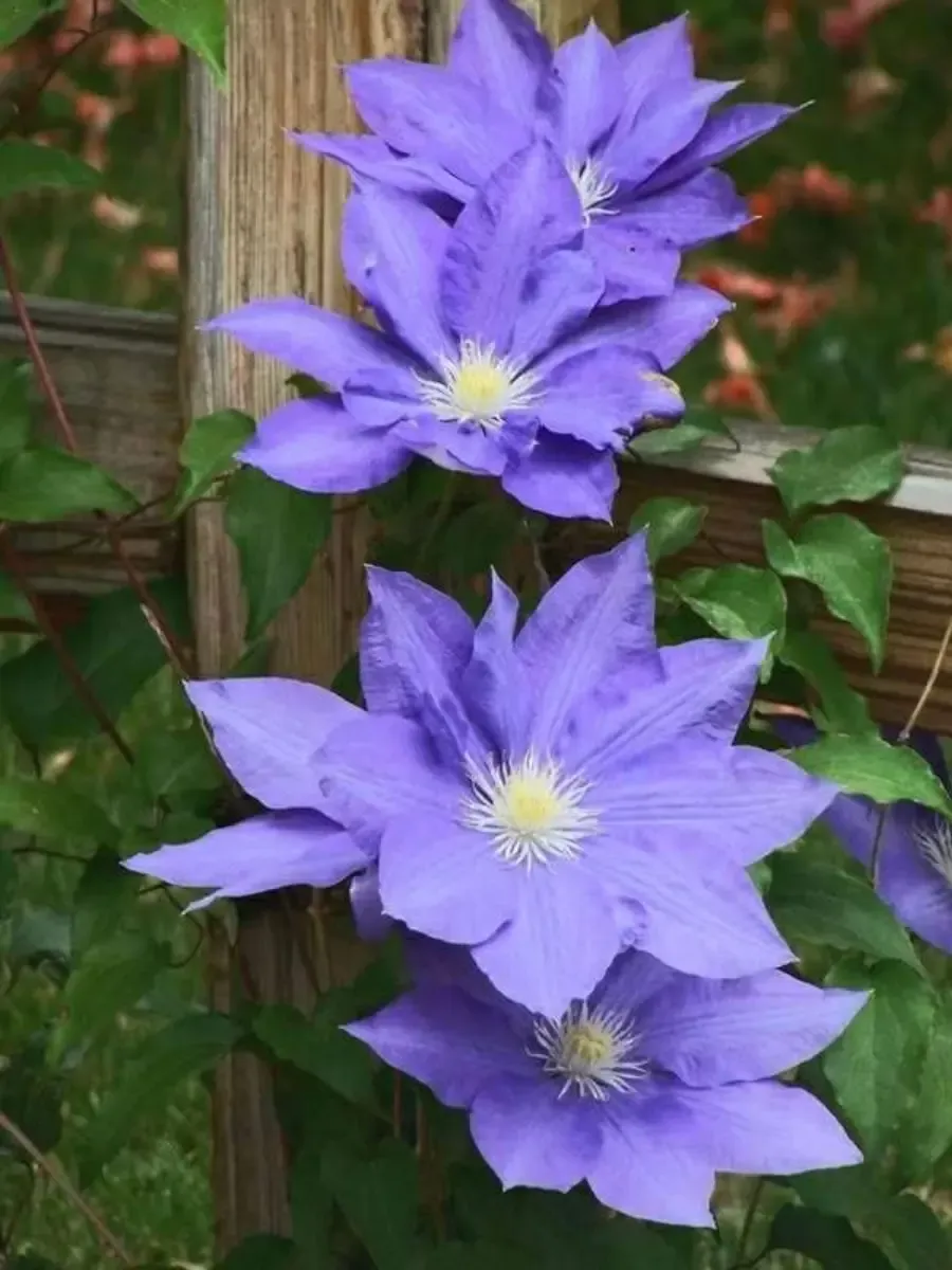 Клематис гибридный H.F. Young