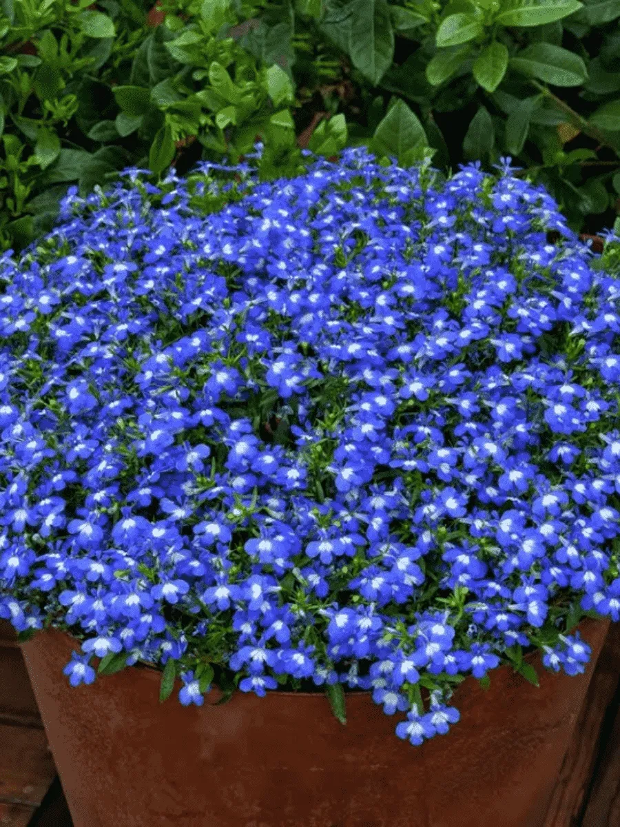 Лобелия Лобелия