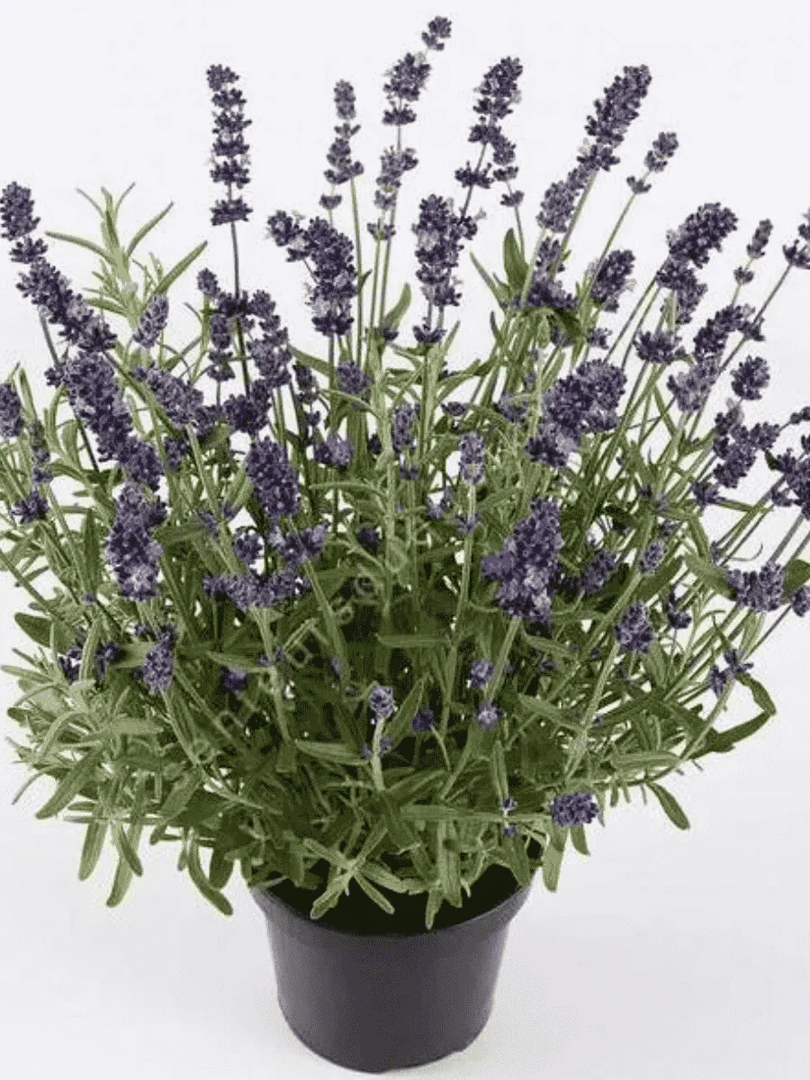 Лаванда узколистная Ardeche Blue Лаванда узколистная Ardeche Blue