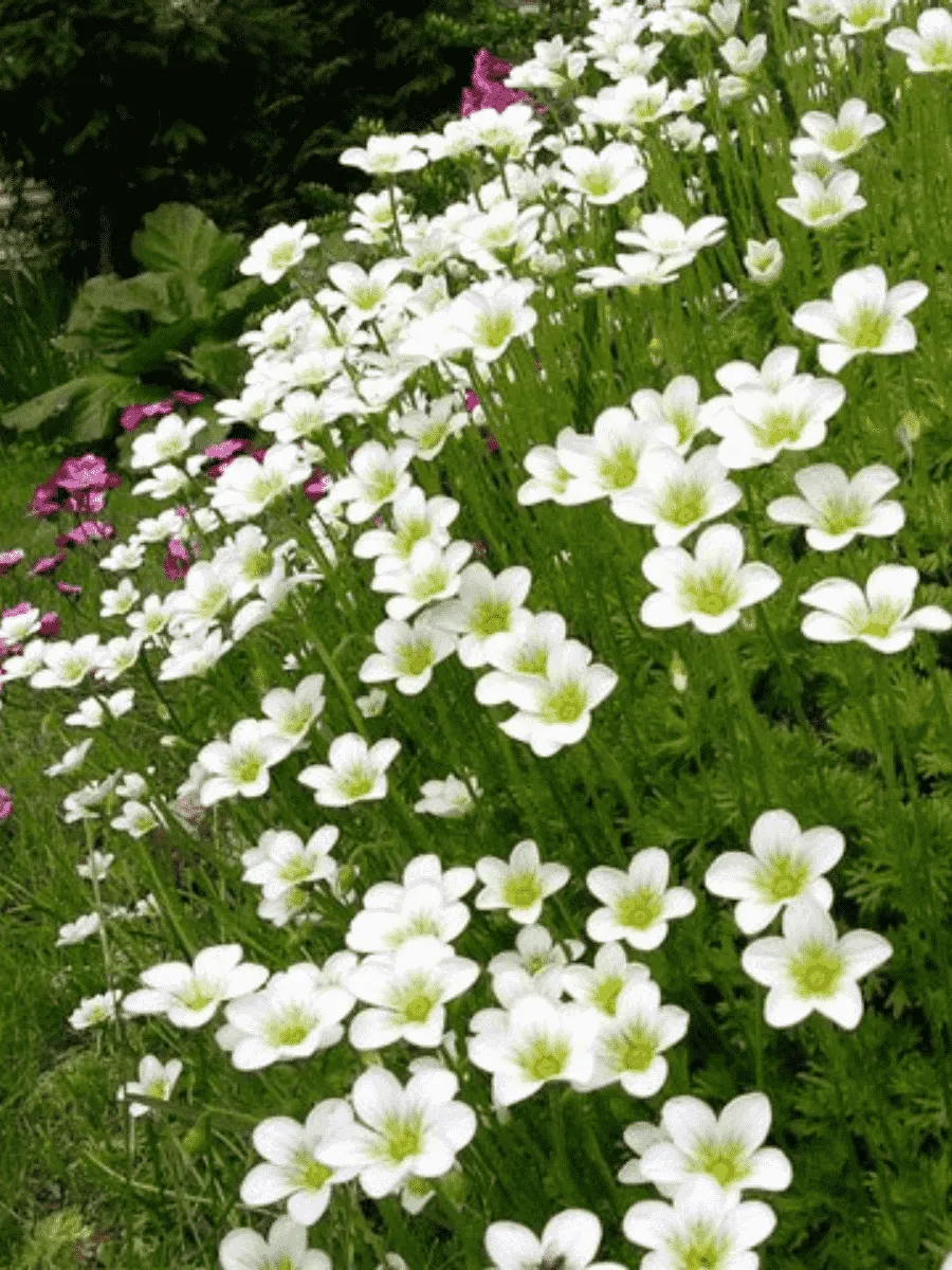 Камнеломка Арендса White Star