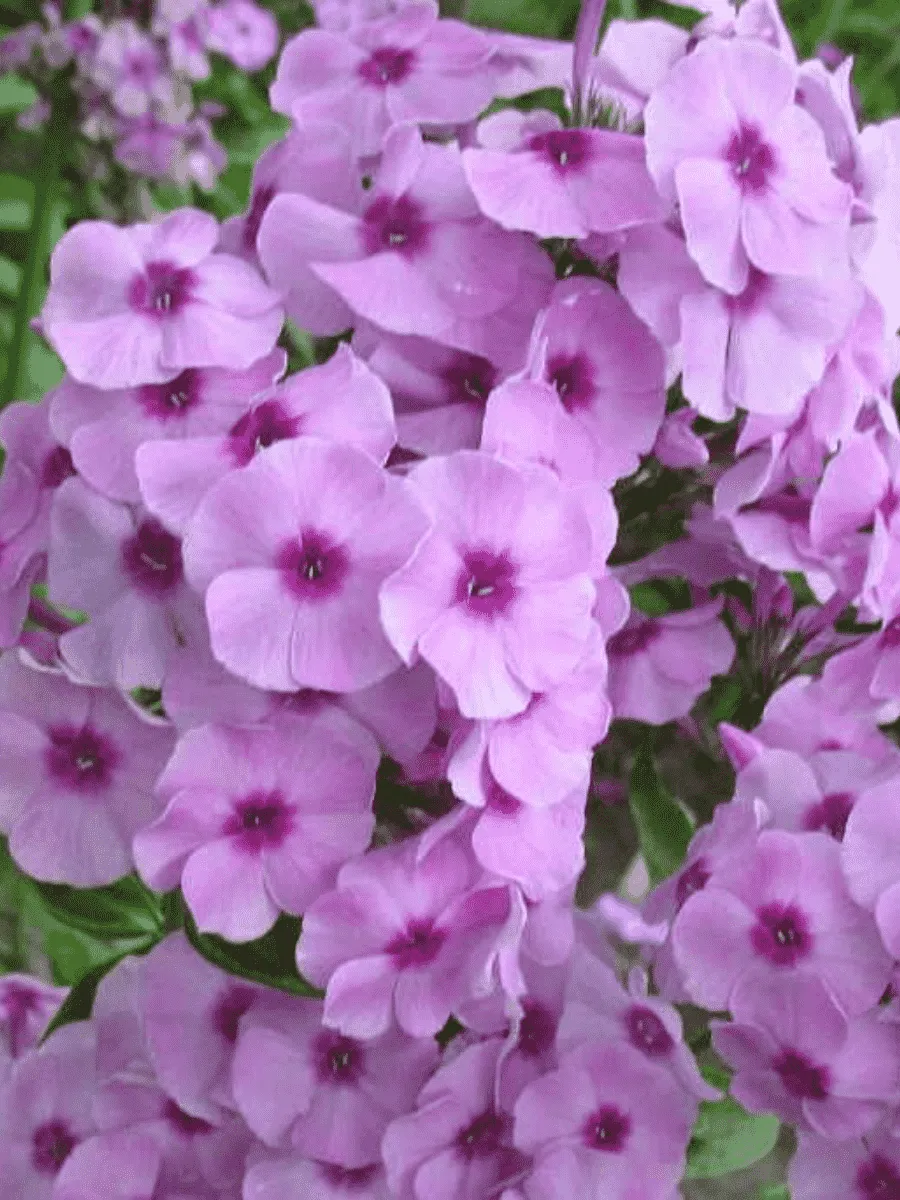 Флокс метельчатый Чио-Чио-Сан