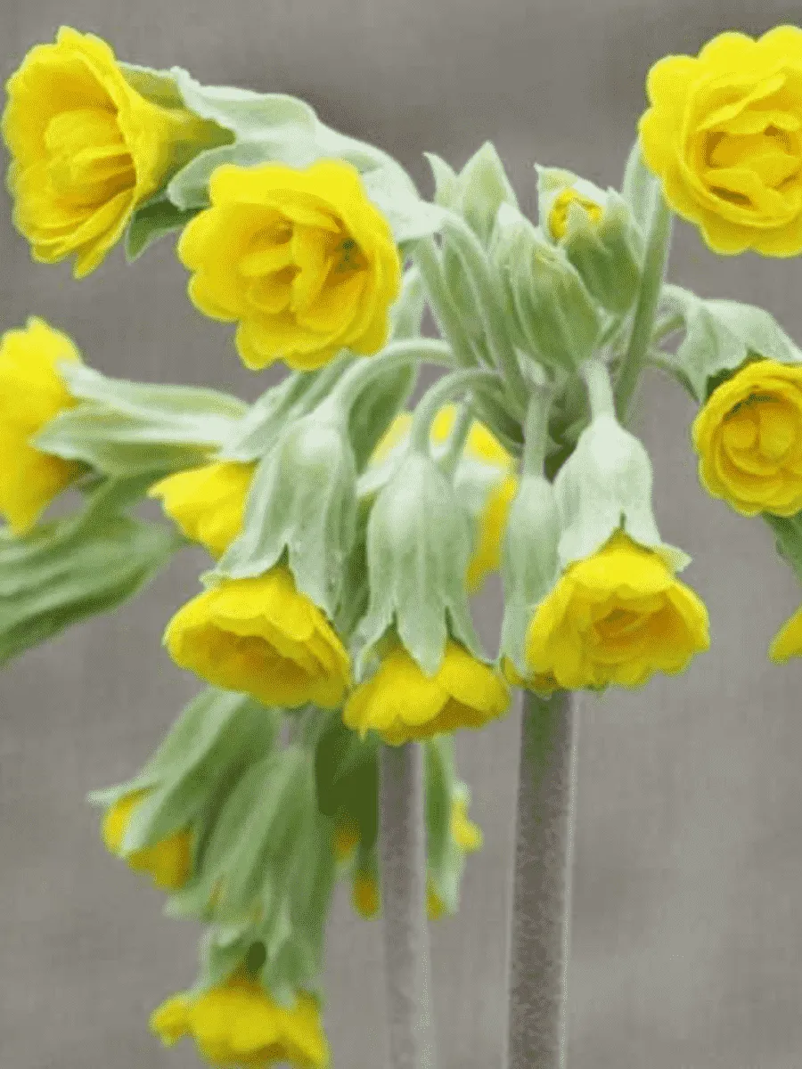 Примула Katy McSparron