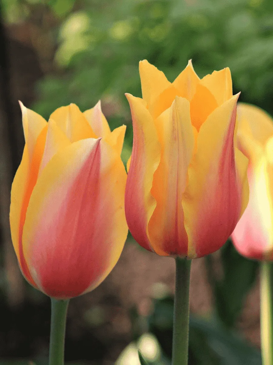 Тюльпан Long Lady