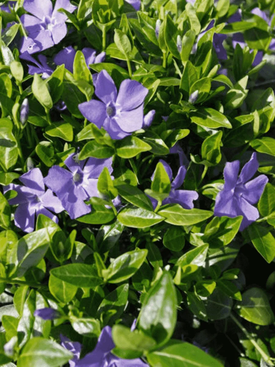 Барвинок малый La Grave Барвинок малый La Grave