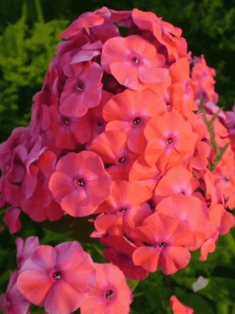 Флокс метельчатый Adessa Orange