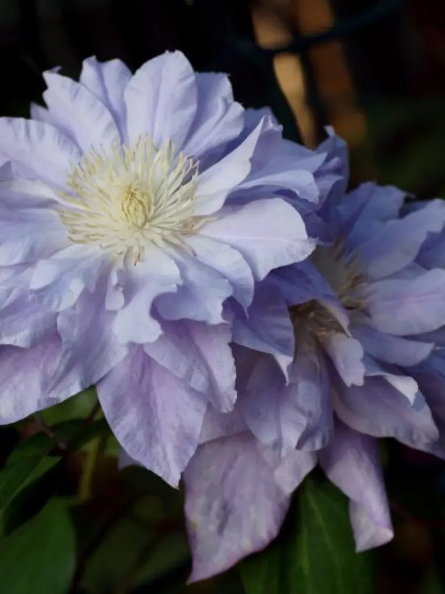 Клематис Azure Ball Клематис Azure Ball