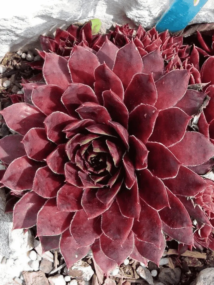 Молодило гибридное Granat