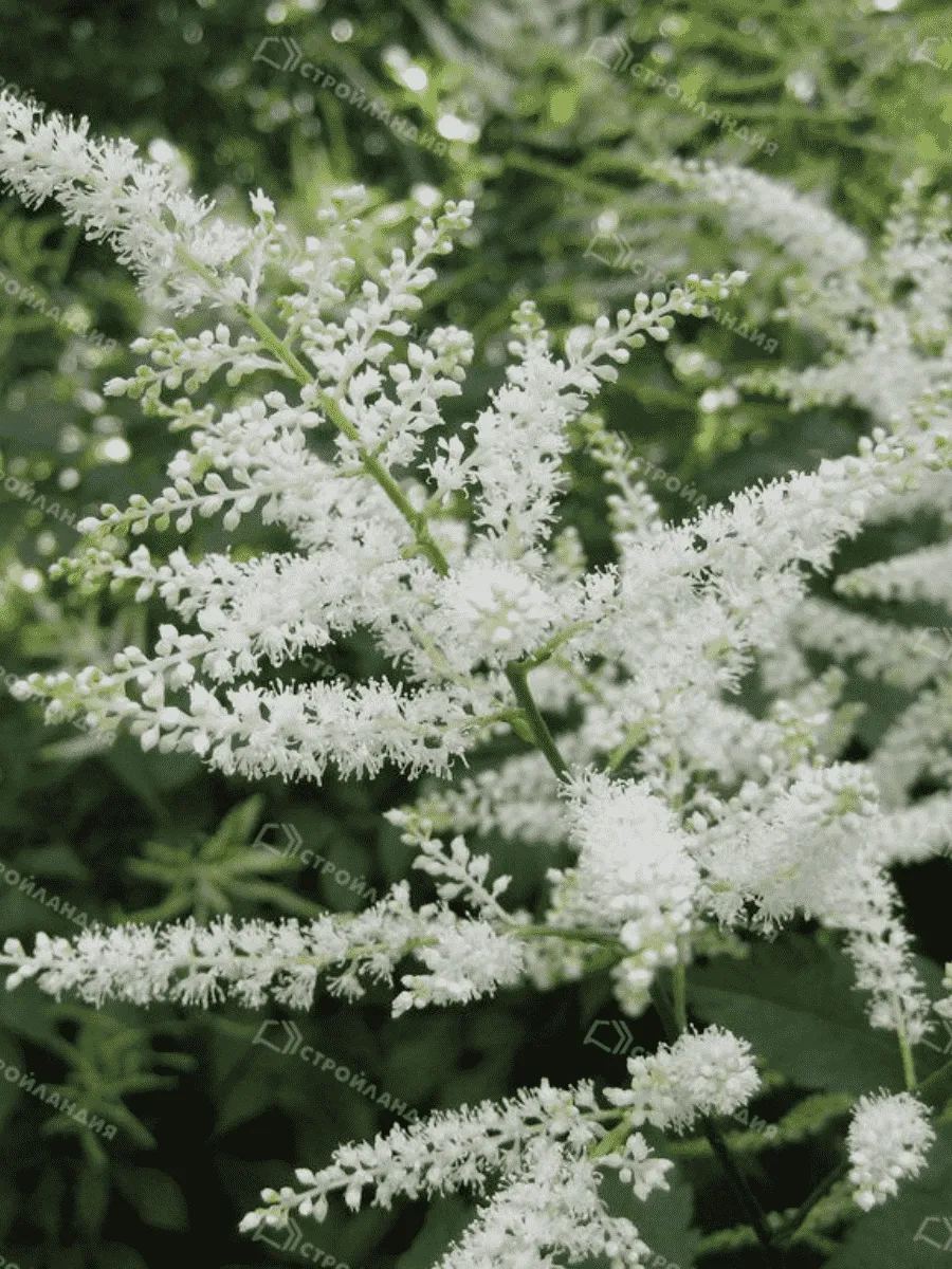 Астильба японская Washington Астильба японская Washington