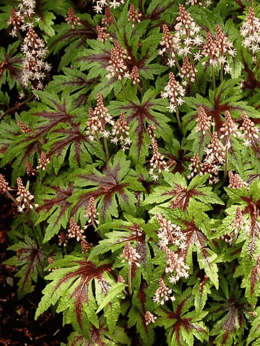 Тиарелла Starburst