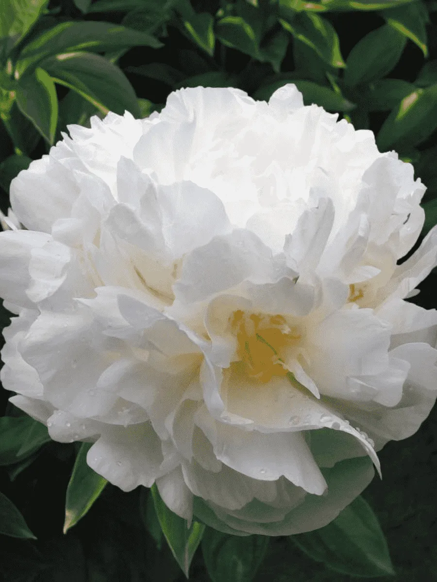 Пион Молочноцветковый Baroness Schroeder