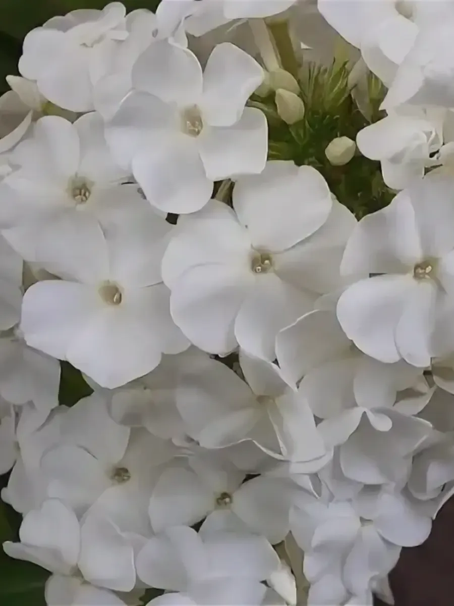 Флокс шиловидный Maischnee