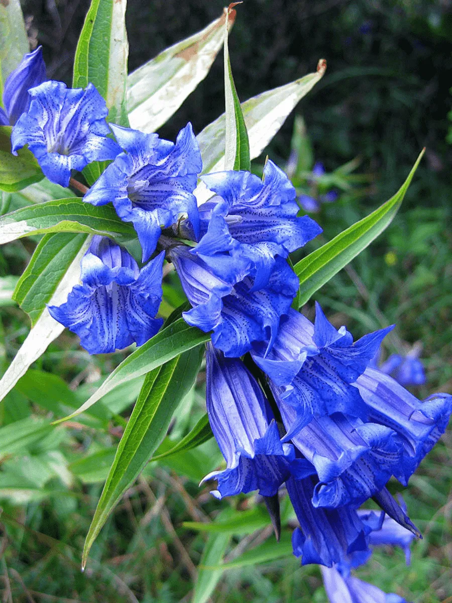 Горечавка ластовневая