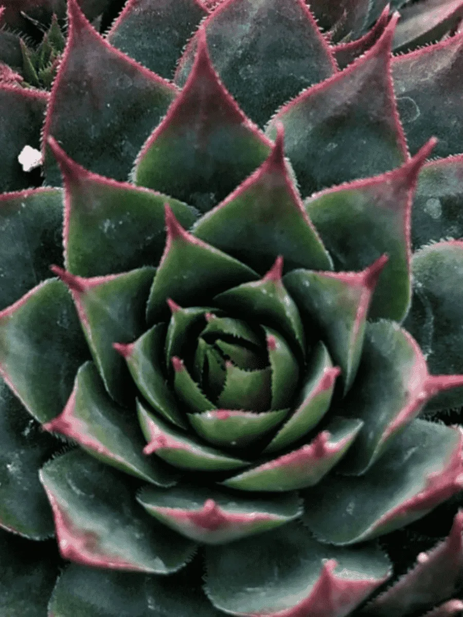 Молодило гибридное Triste