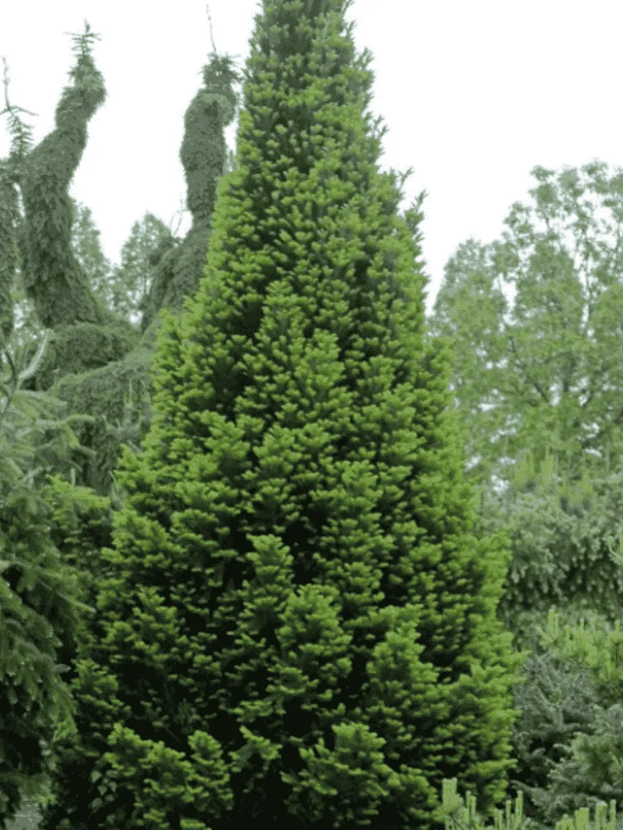 Пихта белая Pyramidalis Пихта белая Pyramidalis