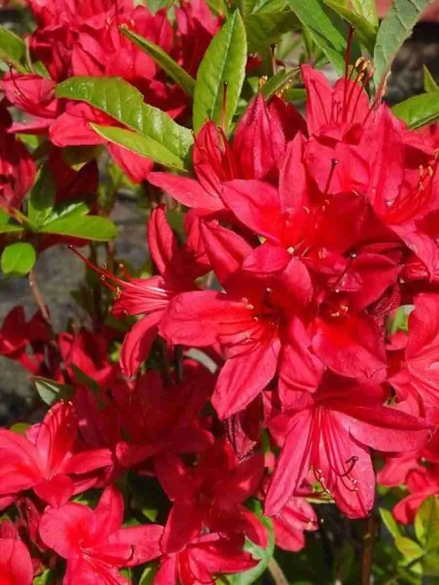 Азалия Crosswater Red