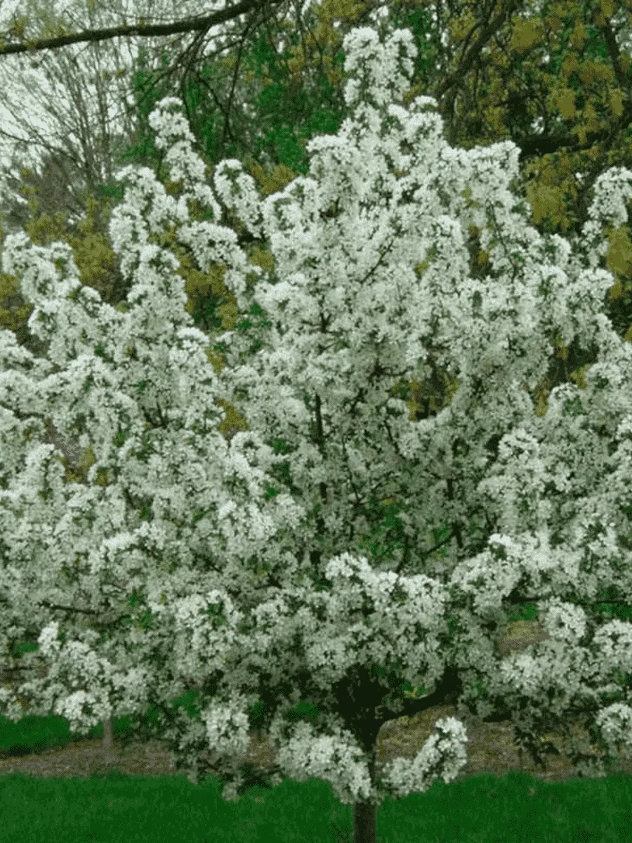 Яблоня декоративная Бесприданница