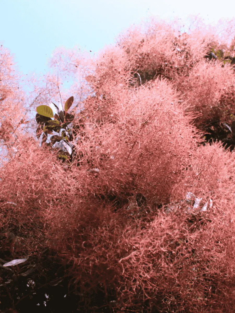 Скумпия кожевенная Foliis Purpureis Скумпия кожевенная Foliis Purpureis