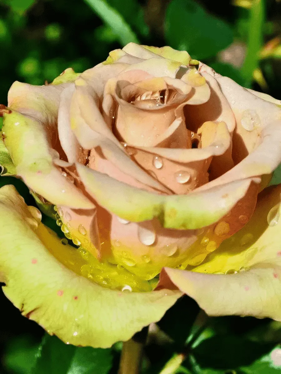 Роза чайно-гибридная Hypnose