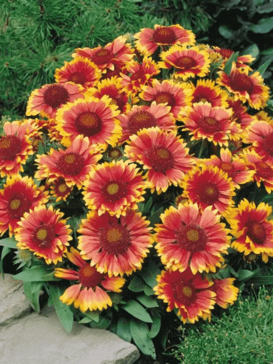 Гайлардия гибридная Arizona Sunset