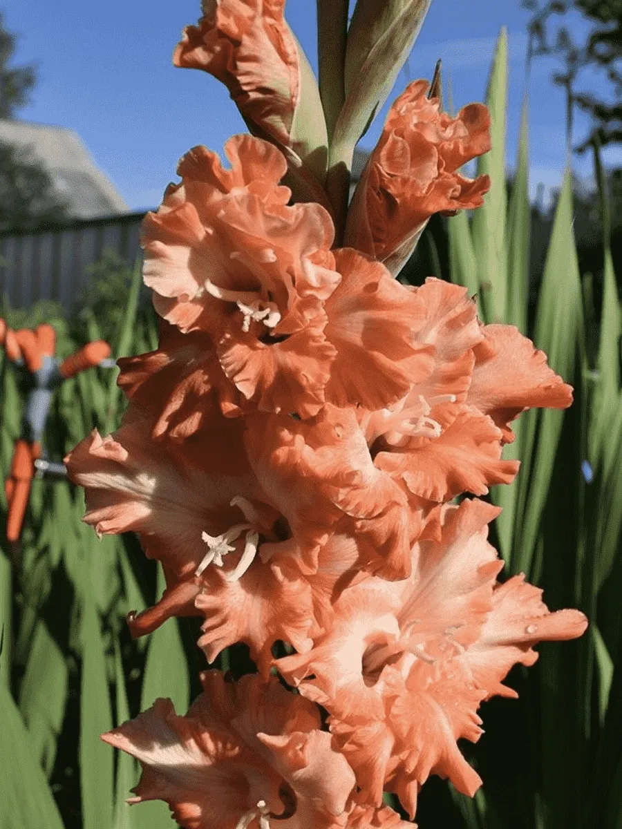 Гладиолус Shady Frizzle