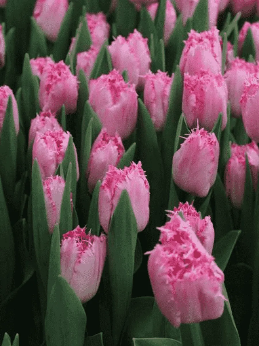 Тюльпан Santander