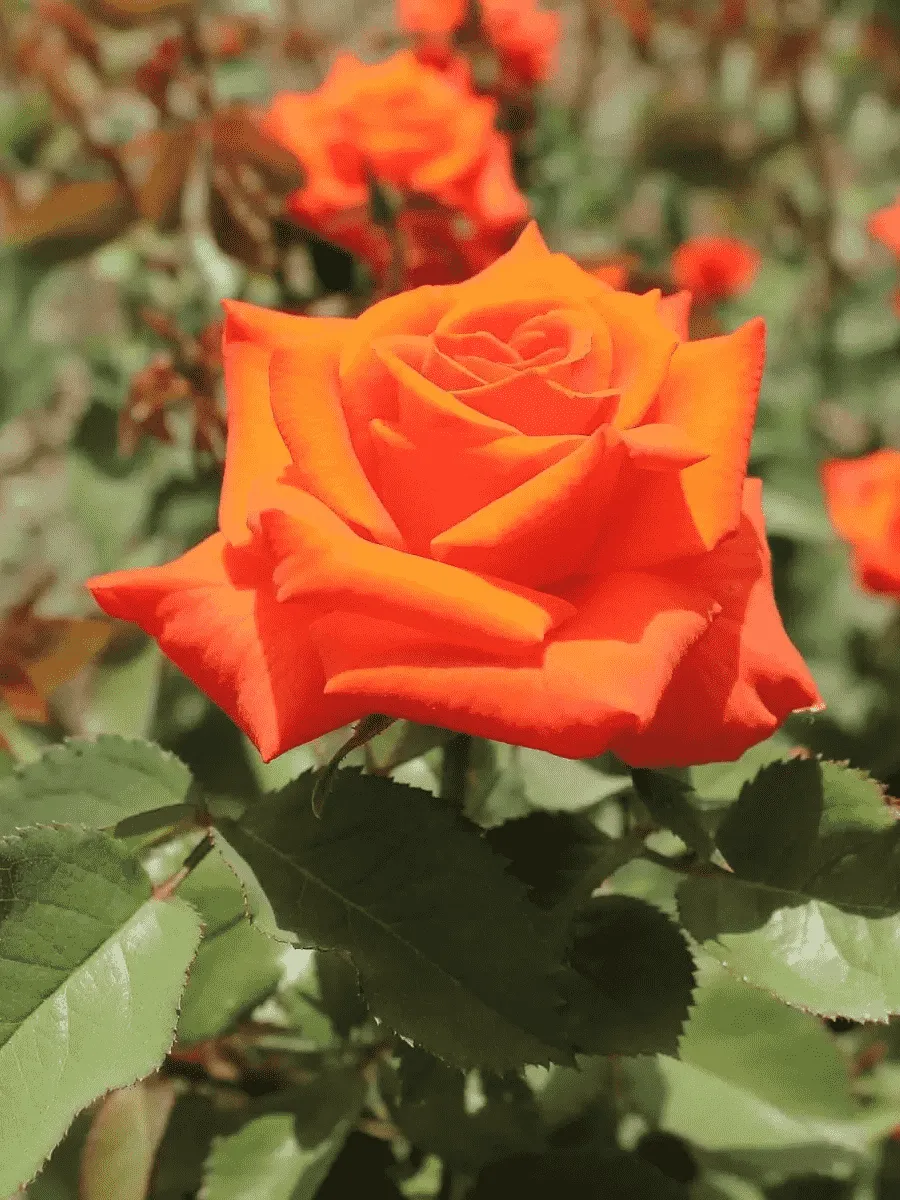 Роза чайно-гибридная Monica