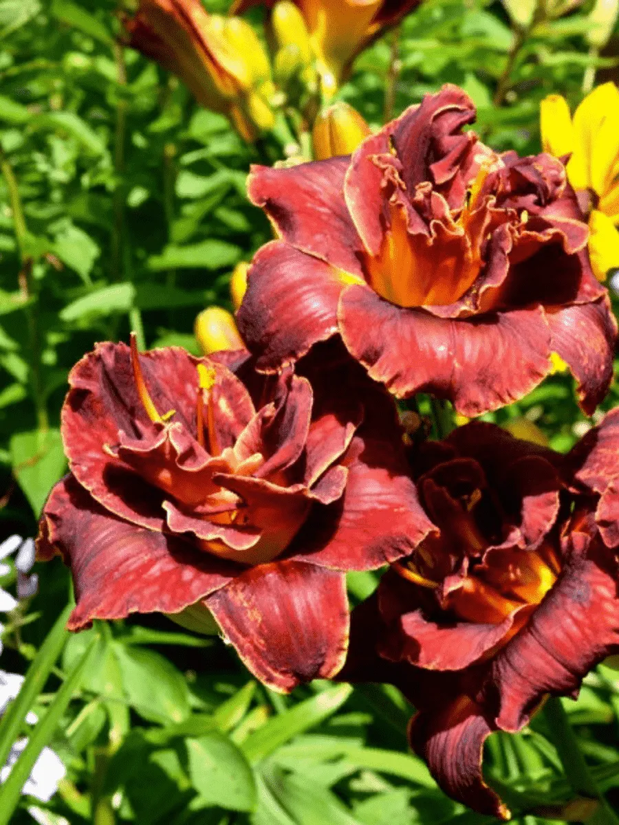 Лилейник Burgundy Love