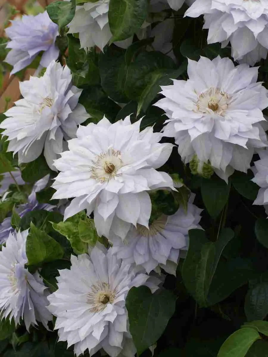 Клематис гибридный First Light