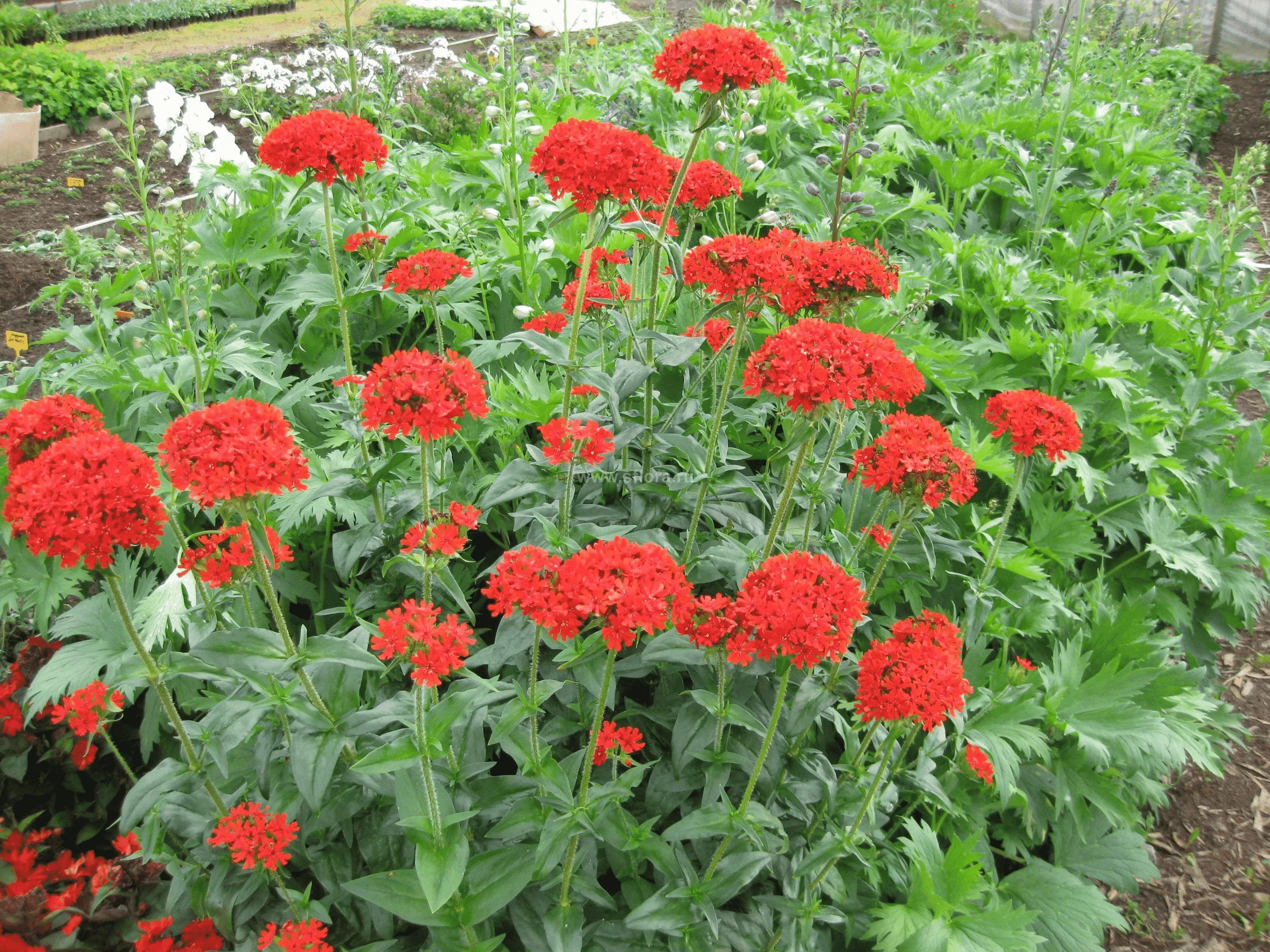 Лихнис халцедонский Red Лихнис халцедонский Red