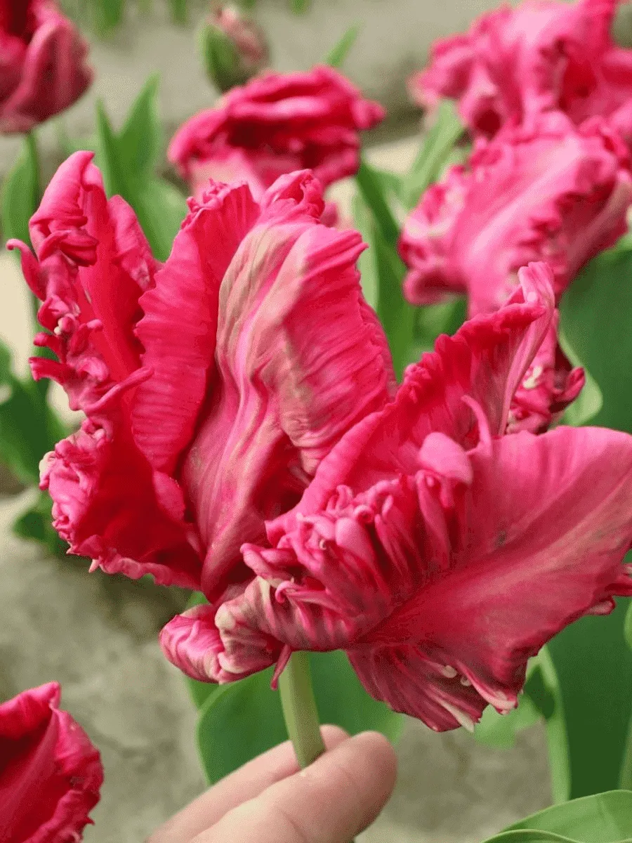 Тюльпан попугайный Weber's Parrot