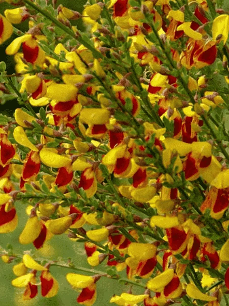 Ракитник венечный Andreanus