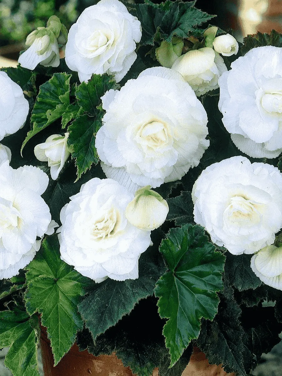 Бегония Double White Бегония Double White