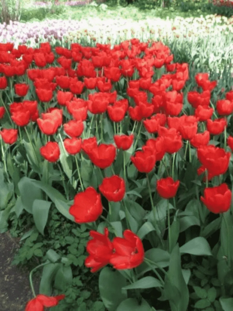 Тюльпан триумф Ile de France