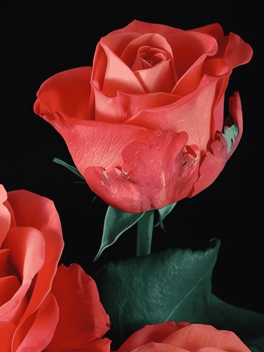 Роза чайно-гибридная Orange crush