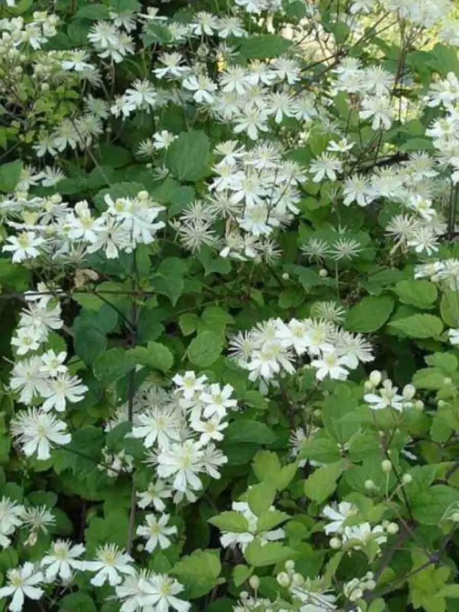 Клематис виноградолистный