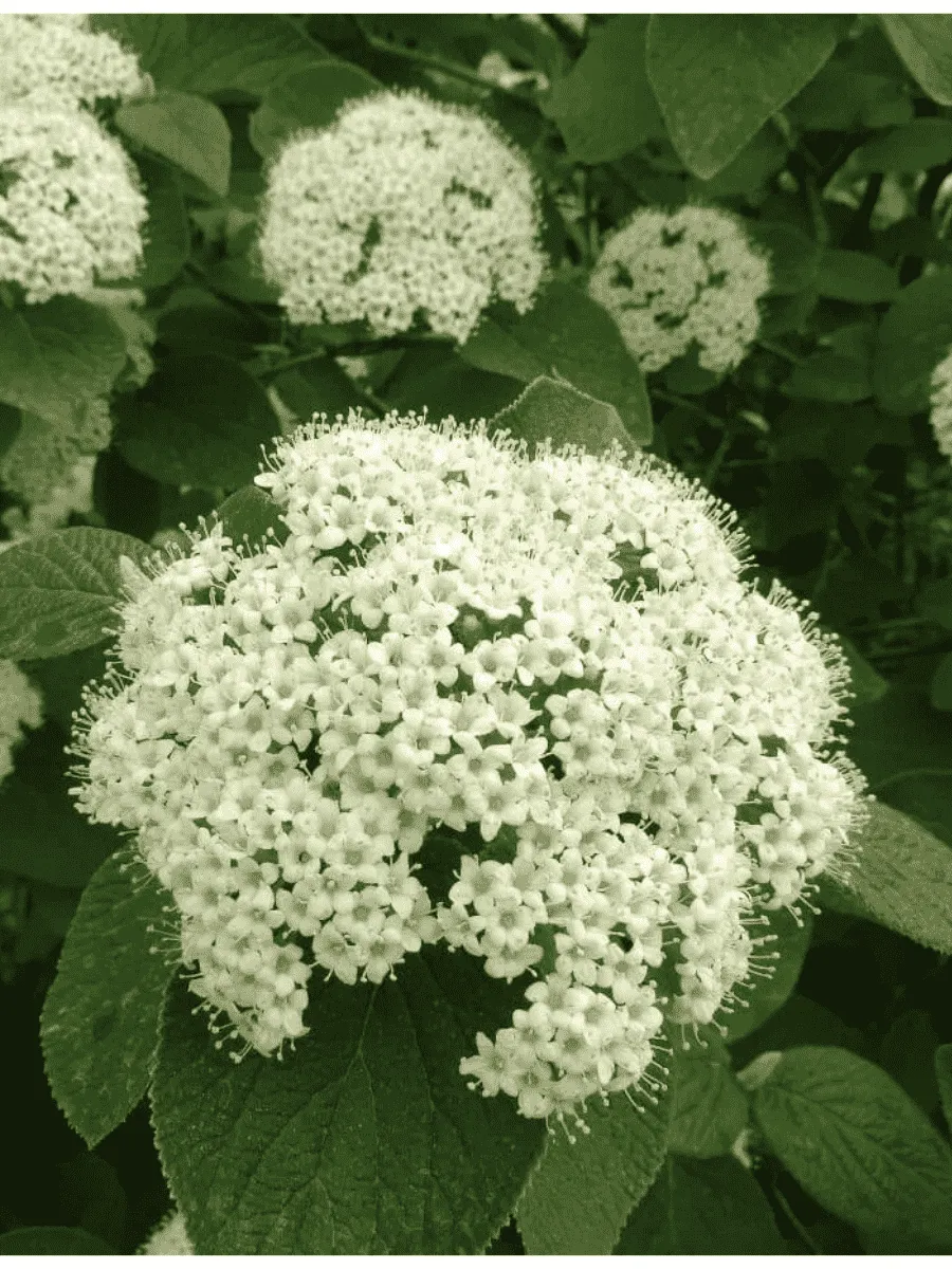 Калина гордовина Калина гордовина