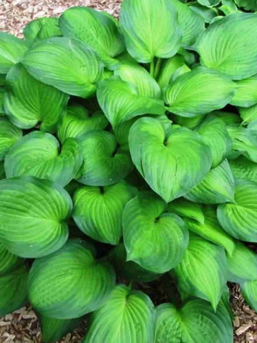 Хоста Midwest Magic