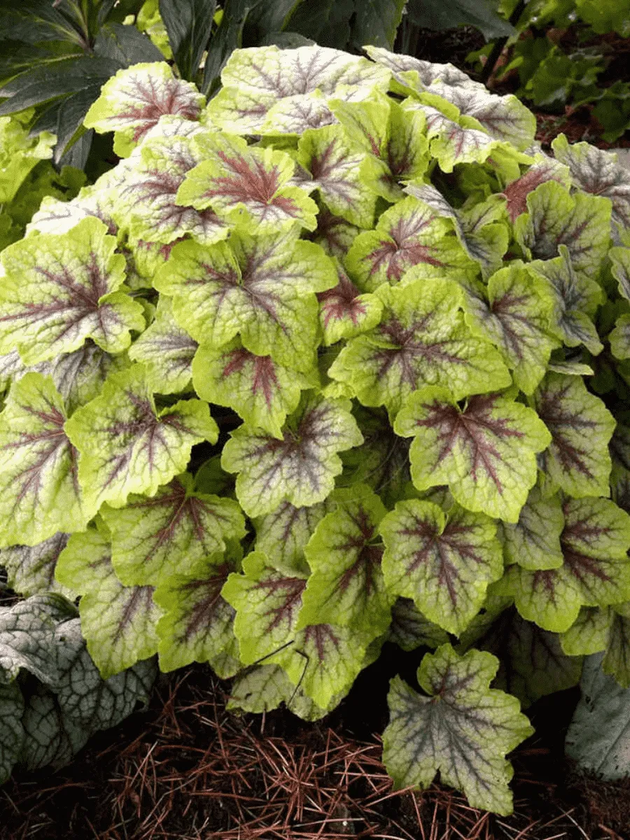 Гейхерелла Fire Frost