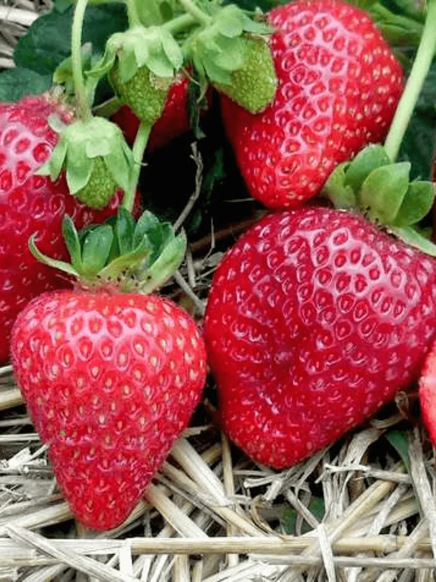 Земляника  Альбион Земляника  Альбион