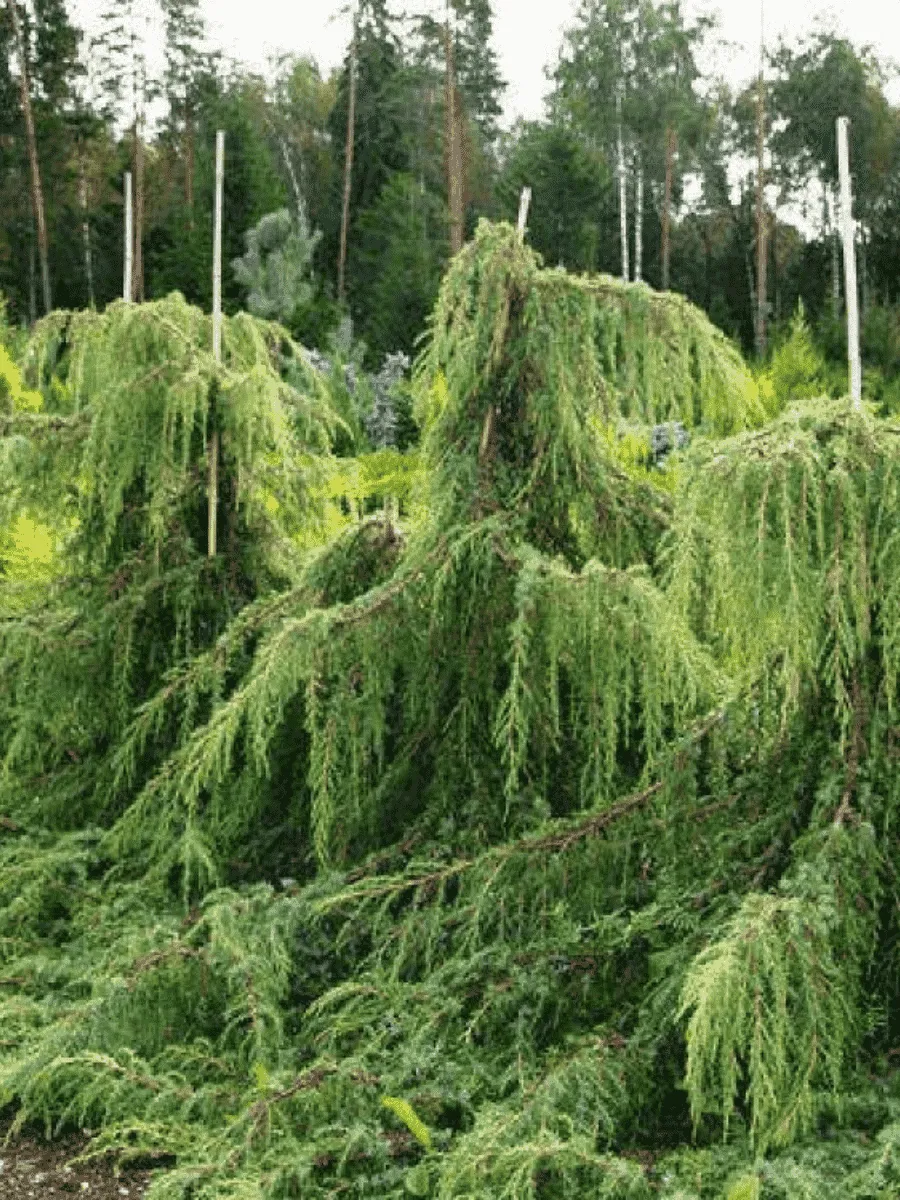 Можжевельник обыкновенный Horstmann