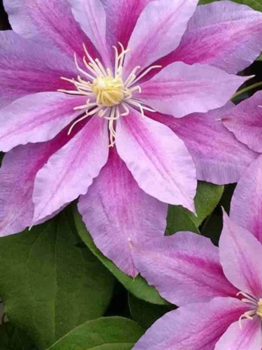 Клематис Ragamuffin Клематис Ragamuffin