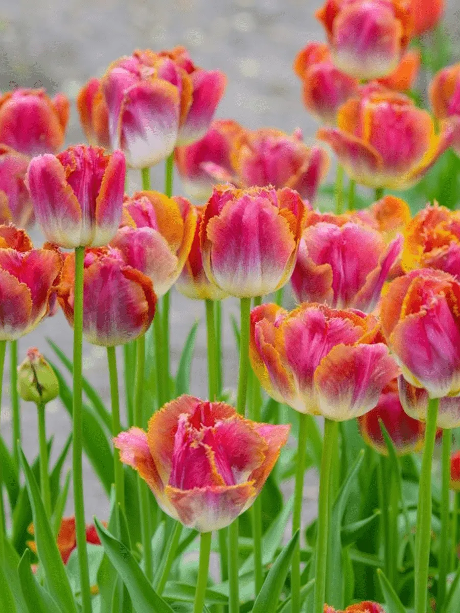 Тюльпан бахромчатый Miami Sunset