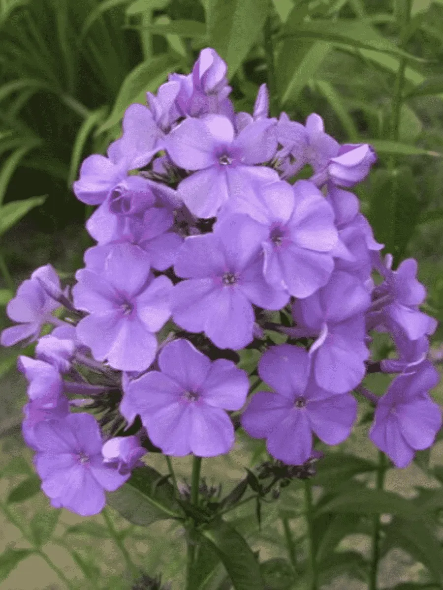 Флокс метельчатый Карл Форстер