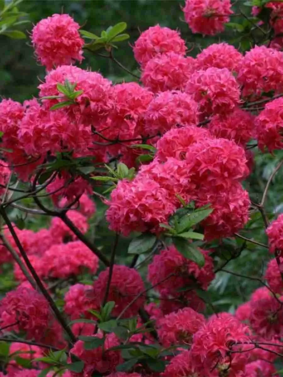 Азалия крупноцветковая Homebush Азалия крупноцветковая Homebush