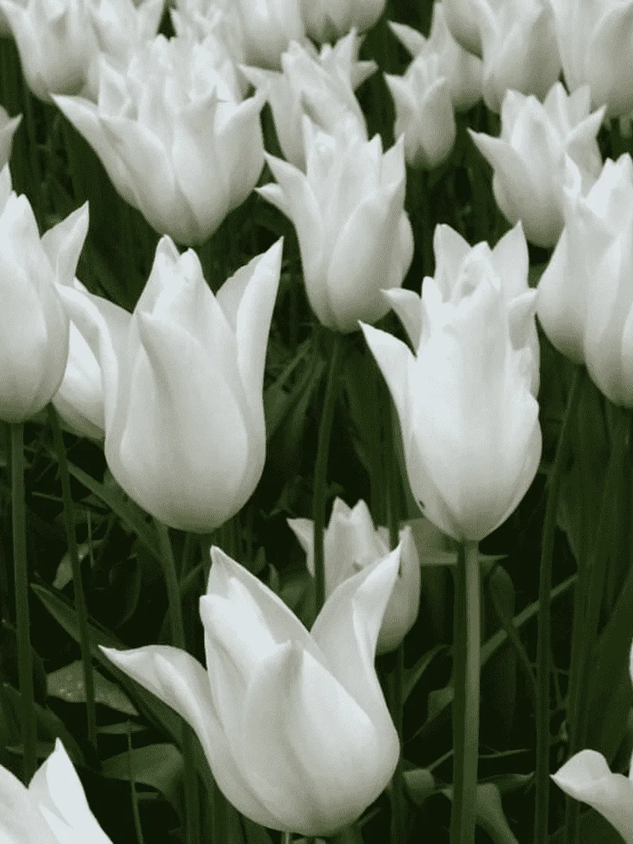 Тюльпан Ballade White