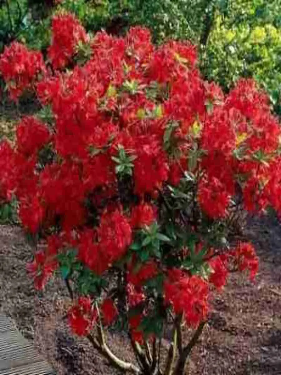 Азалия Nabucco