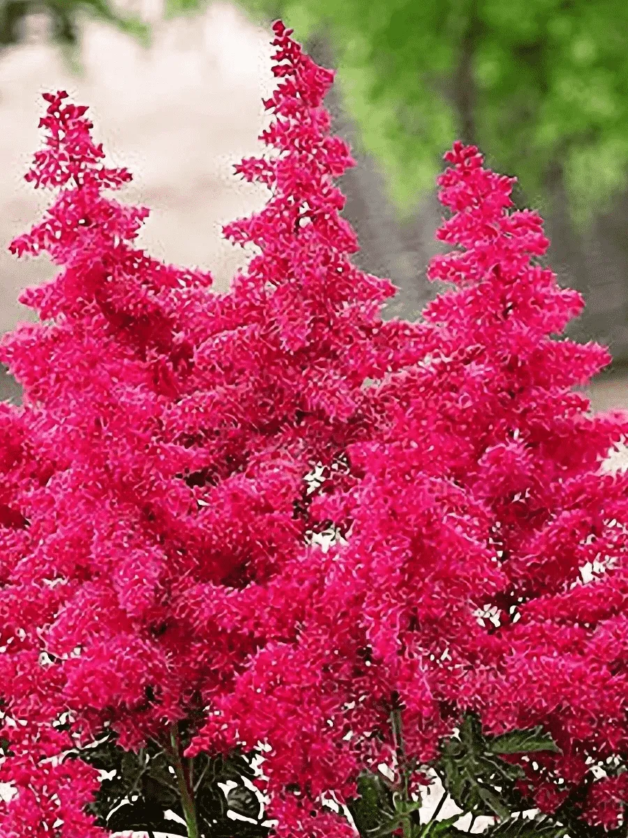 Астильба Арендса Big Bang