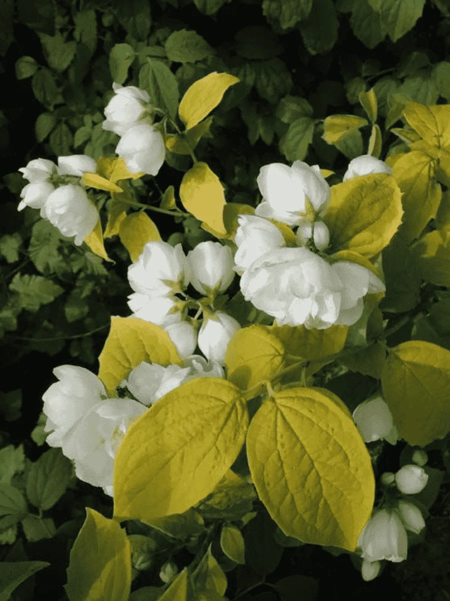 Чубушник гибридный Yellow Hill Чубушник гибридный Yellow Hill