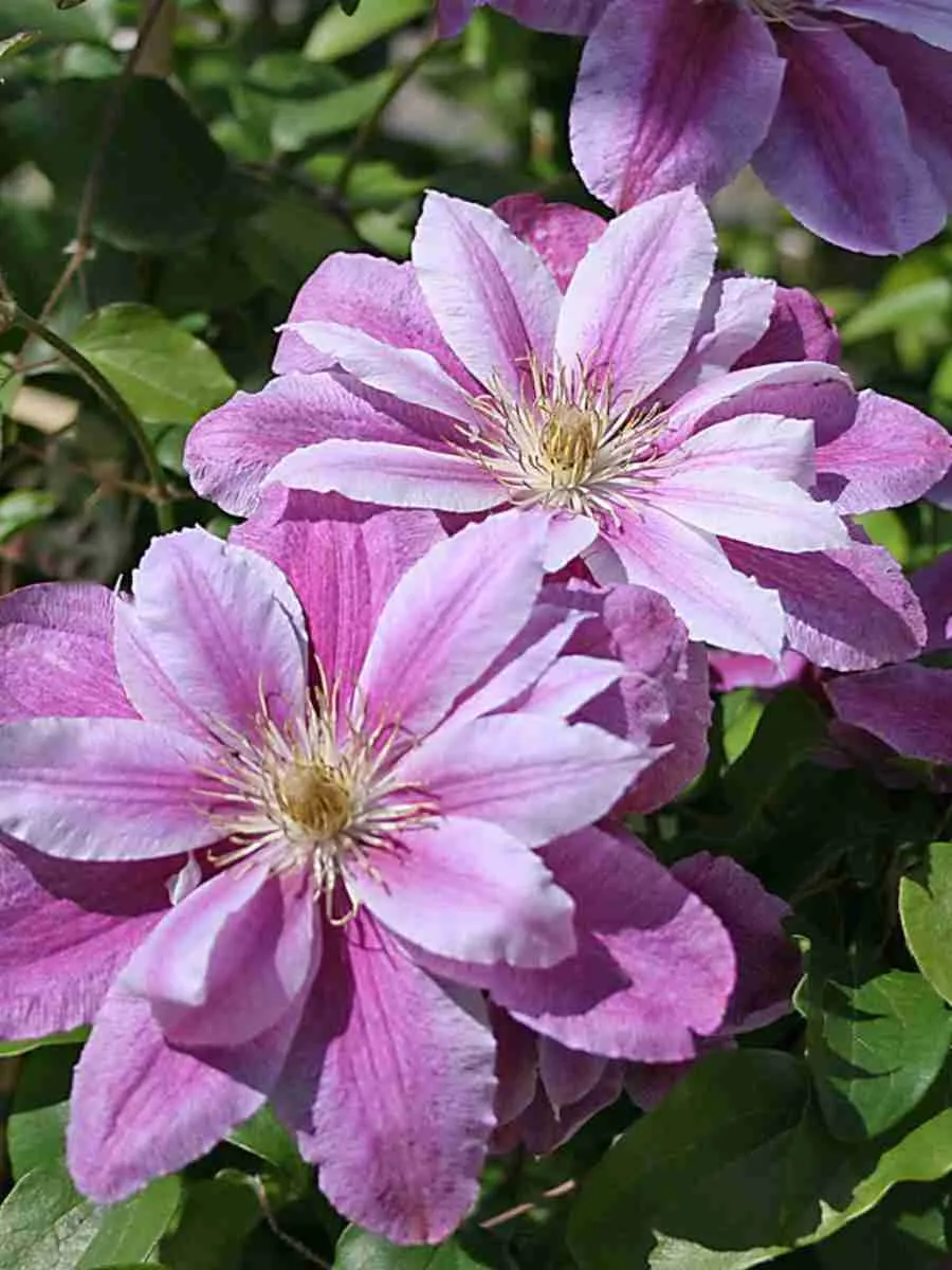 Клематис Ragamuffin Клематис Ragamuffin