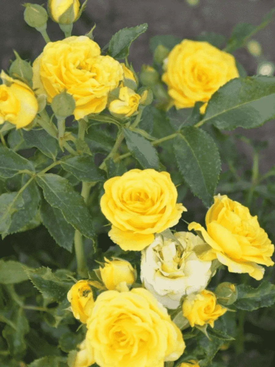 Роза Миниатюрная Yellow Baby Роза Миниатюрная Yellow Baby